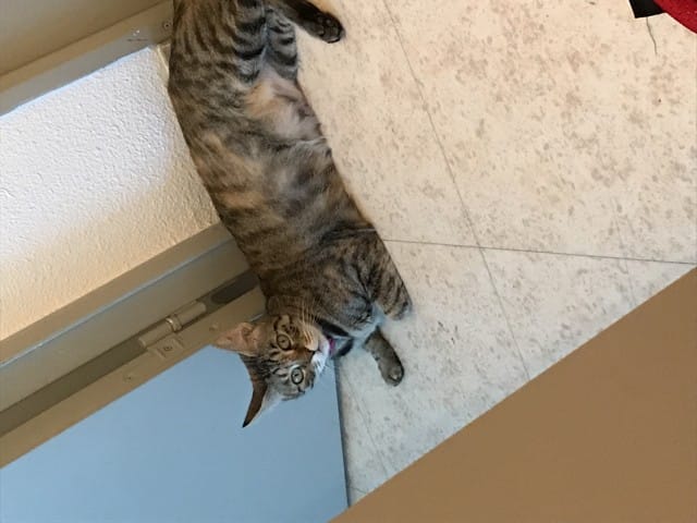 Mon chat à la voix cassée [AIDE SVP]