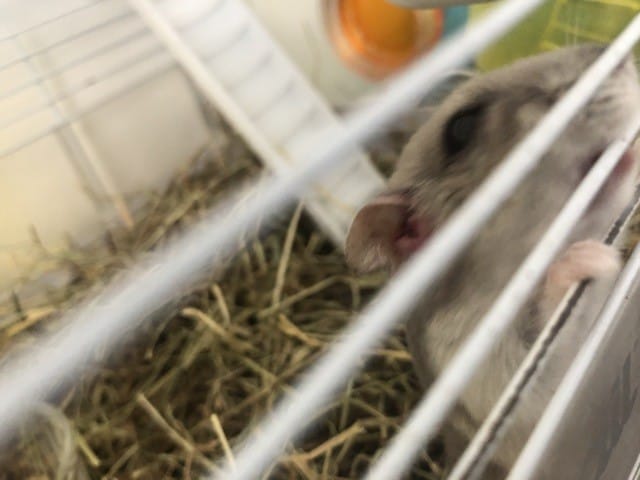Mon hamster a que que chose qui sort de l’oreille est-ce grave ?