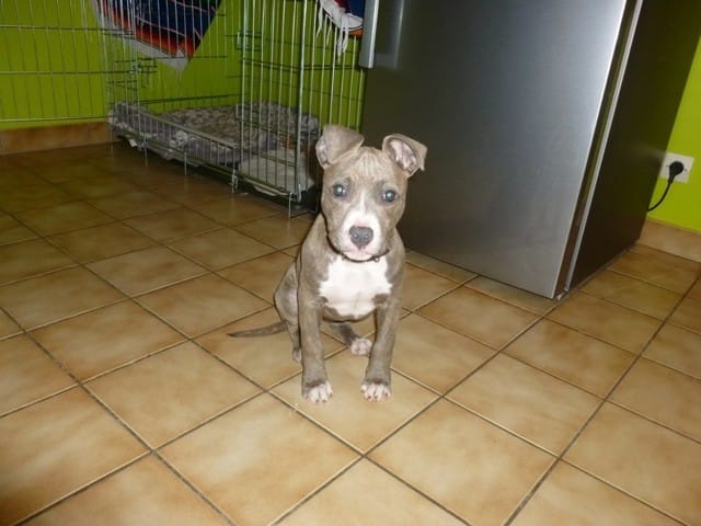 Poids de ma chienne am staff