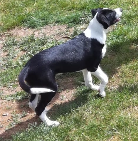 Race de mon chien