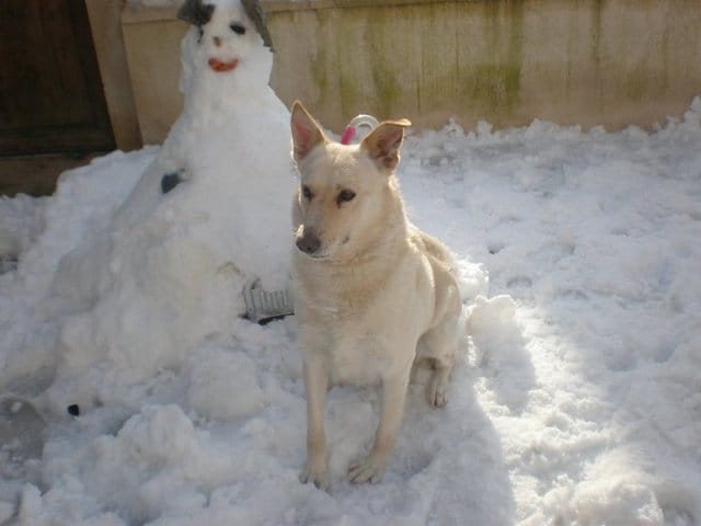 Quel est cette race de chien