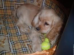 Quel nom pour ma future chienne ?