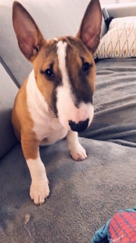 Chiot destructeur / propreté conseille ?