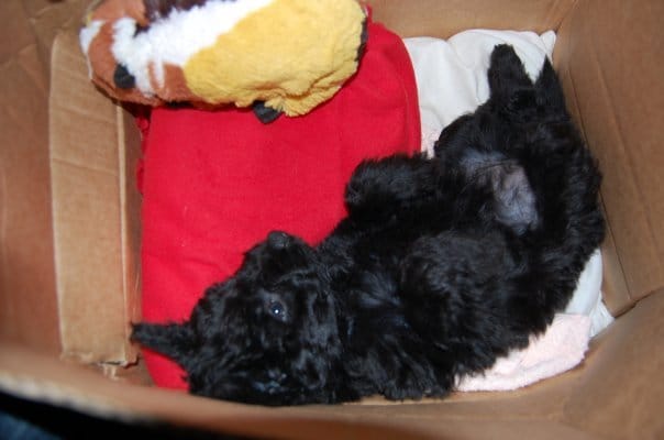 Comment faire pour que mon chiot reste dans son panier la nuit ?