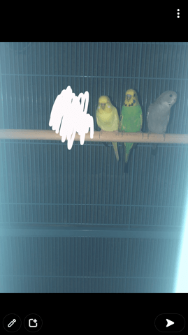 Un compagnon pour mes perruches ondulées