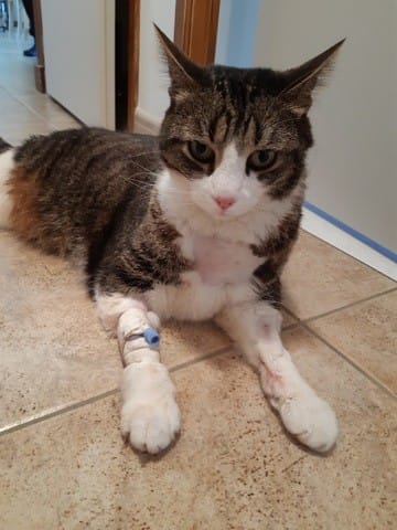 Cystite qui n'en finit pas