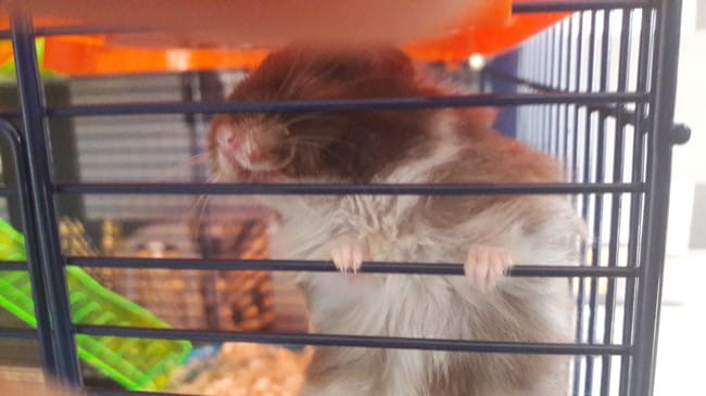 Hamster dent qui ressort