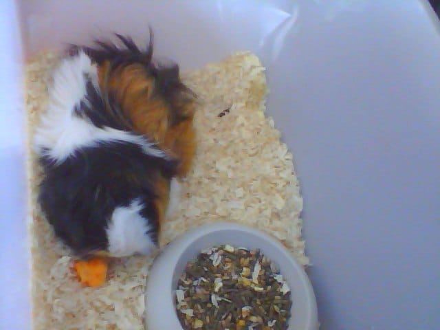 Mon cochon d'Inde, Noisette, est mort, Choupette, mon autre cochon d'Inde déprime, que faire ?