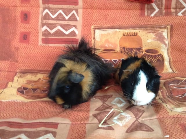 Concours Cochon d'inde/Lapin/Hamster