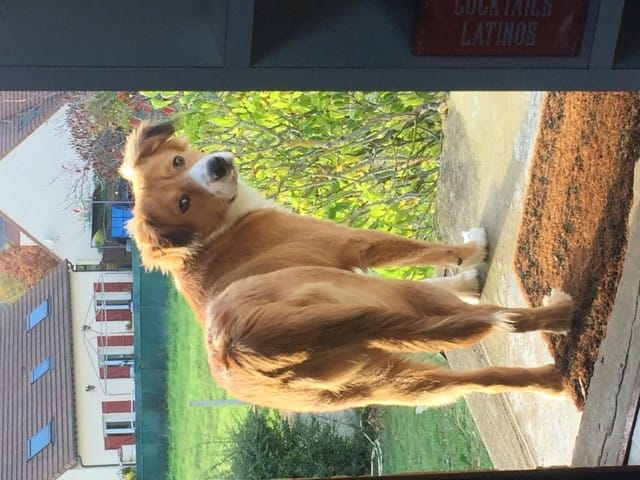 Prix castration d'un chiot monorchide (testicule dans le ventre)
