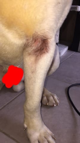 Patte rouge et Irritée