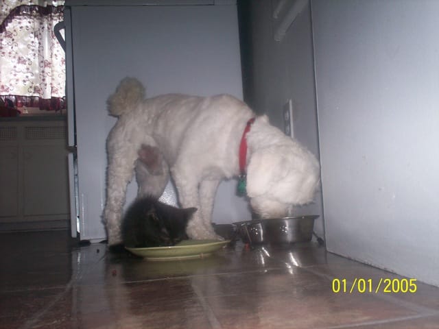 Quelques photos de Sensation et Scooby - Doo