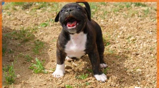 Besoin de connaître la race de mes chiot (trouver dans un sac)