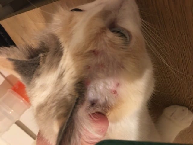 Plaie sur la face de mon chat