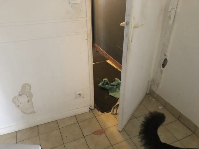 Mon chiot mange les mur