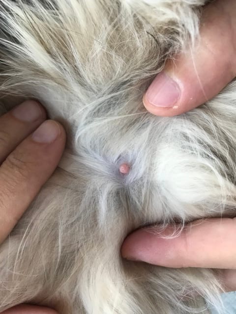 Tetines normales ou gestation ?