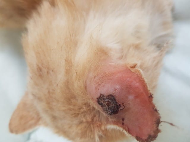 Abcès Infecté Chat Oreille