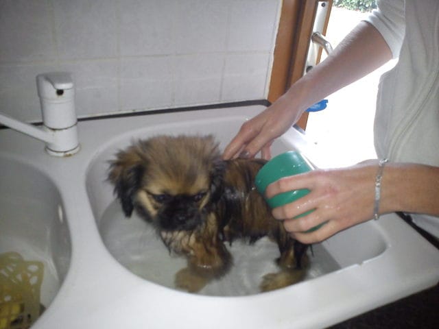 Golby le chien prend son premier bain!