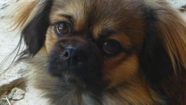 Quand doit-on avouer à son chien qu'il a été adopté ?