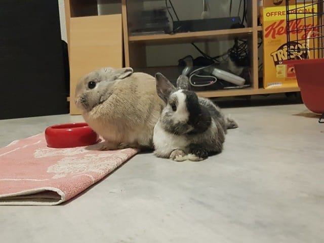Deux lapins nains mâles castrés