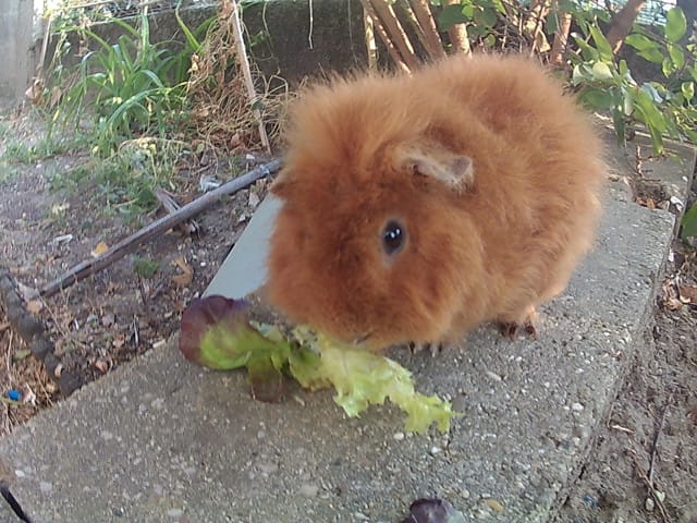 PETIT COUCOU