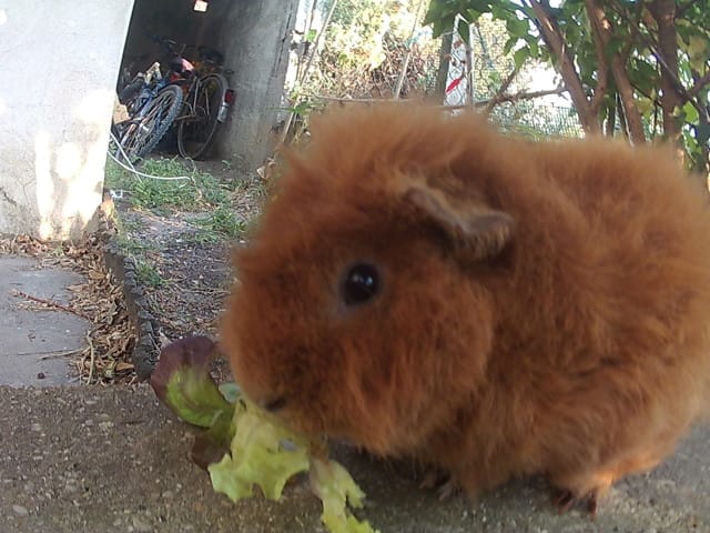 Mon cochon d'Inde me grogne dessus