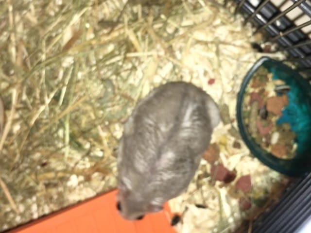 Mon hamster a des poils comme mouillé
