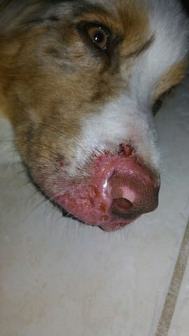 Conseils sur inflammation babibines chiot