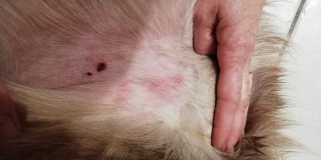 Demangeaisons permanentes quoi faire