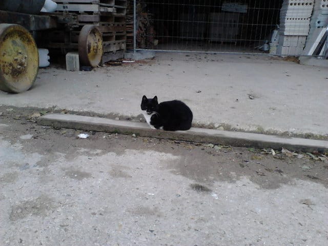 Des chats sont abandonné tous les jours