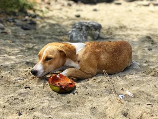 Quelle est la race de ce chien ?