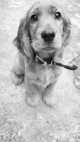 London , Chiot de 3 mois