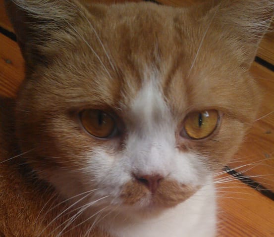 3ème paupière de mon chat