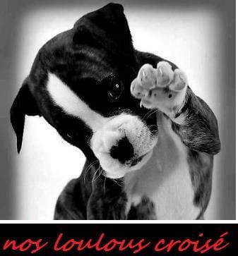 Réel concours canins croisés * en FRANCE !!!