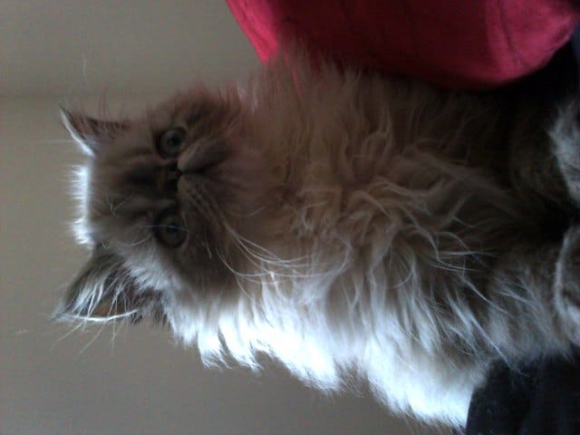 Diarrhée chaton