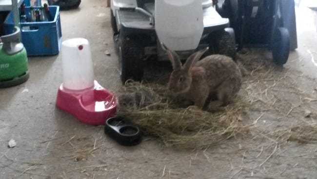 Possibilite de cohabitation chien/ lapin ??