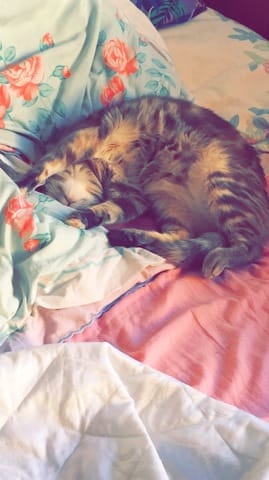 Mon chat ne cesse de s’étendre