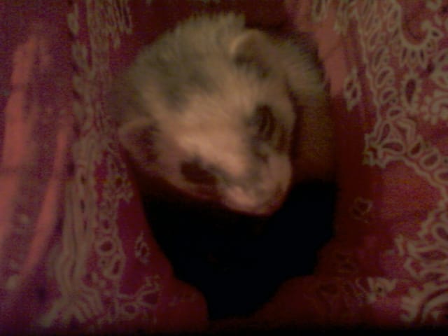 a t-on besoin de castrer un furet mâle ? 