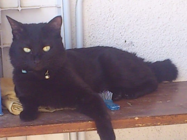 mon chat sait il qu il est un chat :)