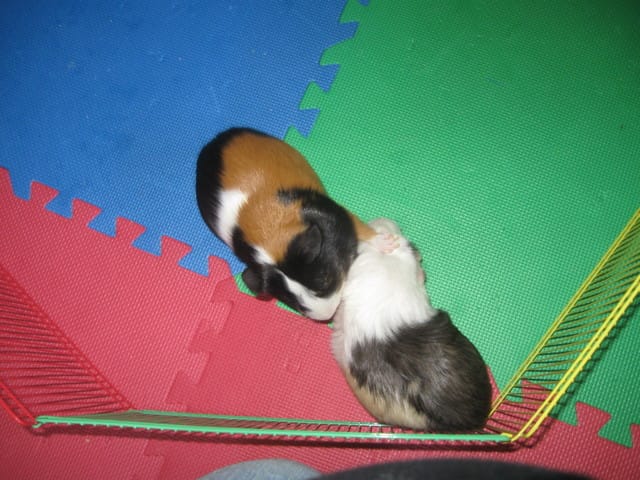 Accouplement de cochons d'inde