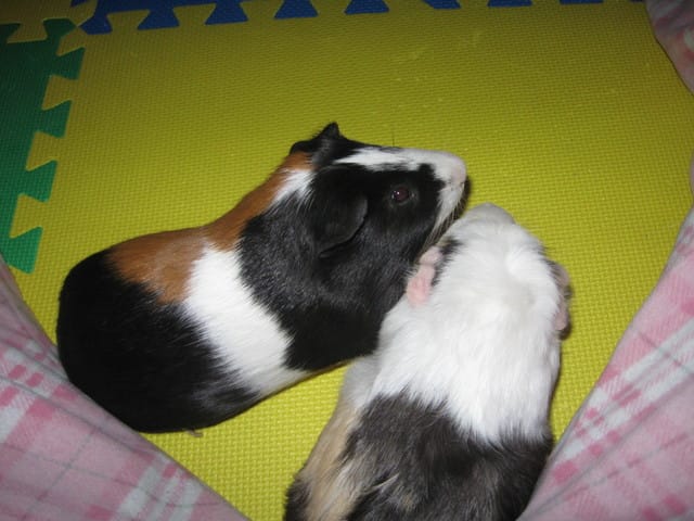 Peut t-on avoir 2femelles pour 1mâle ?