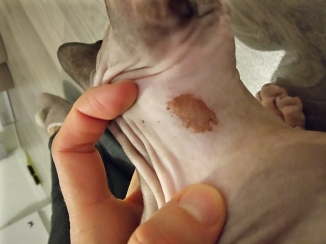 Eczéma chez un sphynx