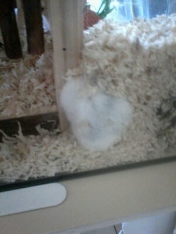 couleur de ma hamster