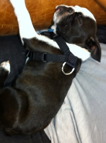 Rencontre des chiens issus du bouledogue