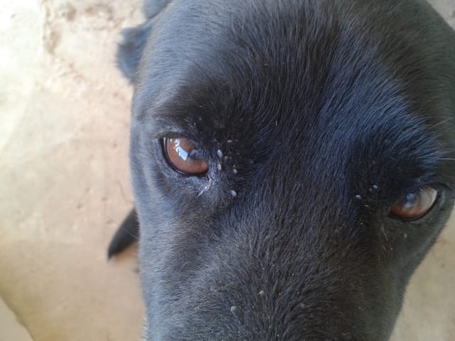 Eliminer tiques chien