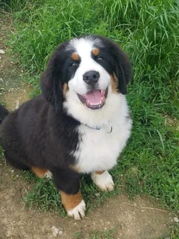 Nos merveilleux Bouvier Bernois