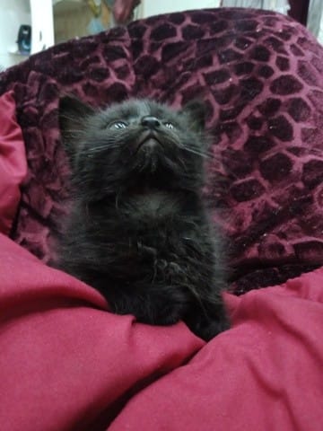 Black oder Black Smoke?