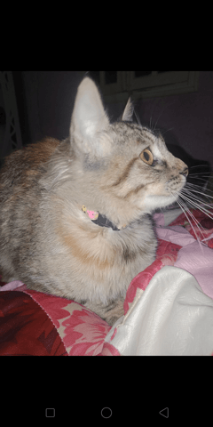 Race Norvégien ou pas ?
