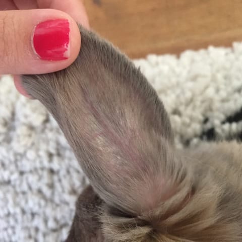 Croûte sur le dessus des oreilles de ma lapine ?