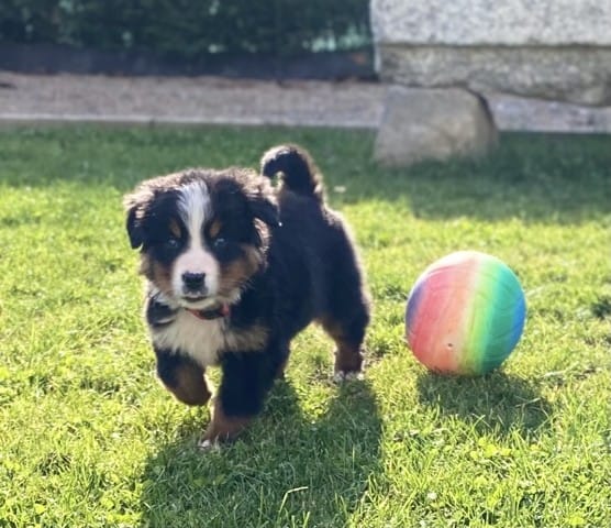 Mein Berner Sennenhund ist total klein – wird er noch wachsen?